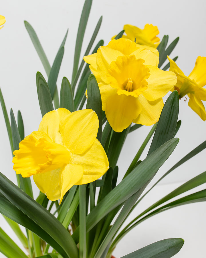are daffodils indoor plants Yellow Daffodil For Sale Including Care Guide & Growing Tips
