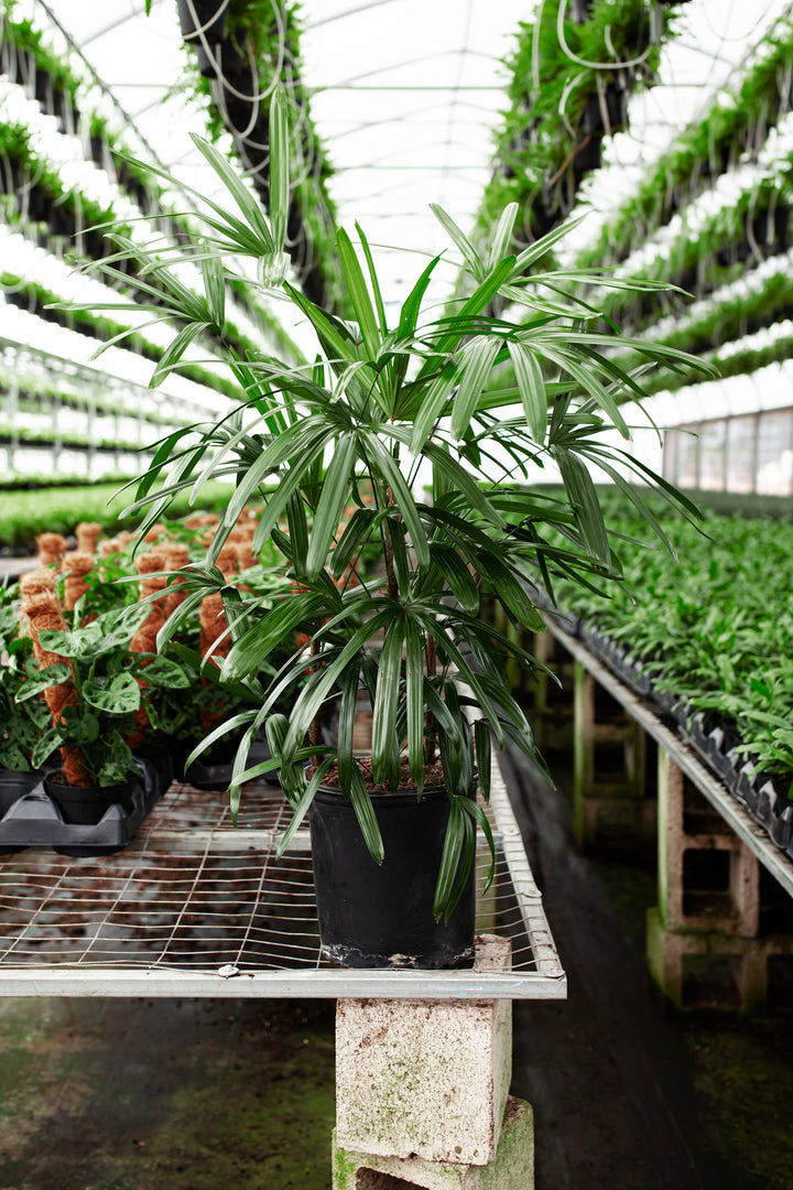 lady palm cat safe Lady Palm Tree Plant For Sale Including Care Guide