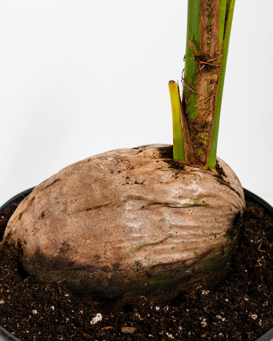 coconut palm turning brown Coconut Palm Tree For Sale Including Care Guide
