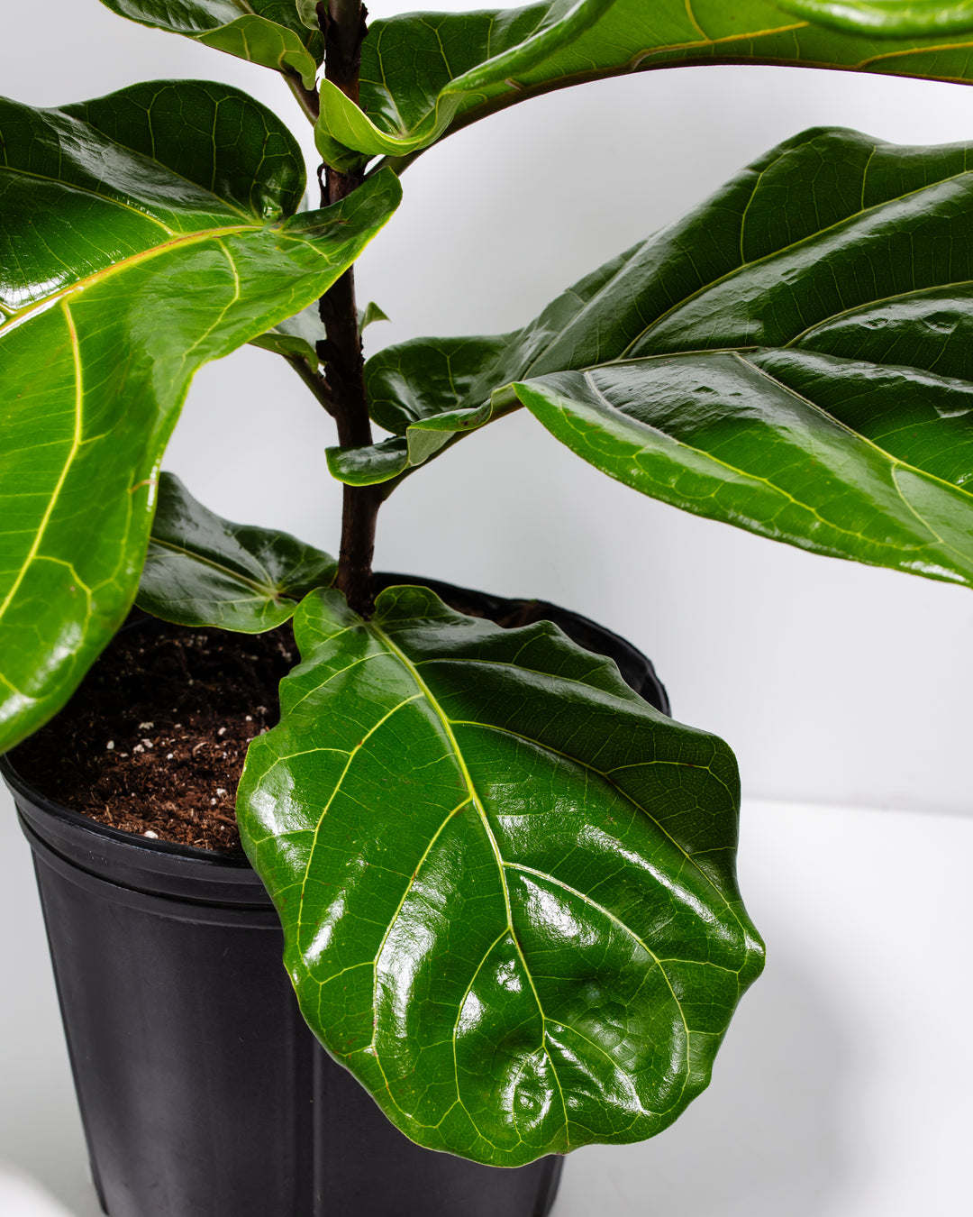ficus lyrata house plant Fiddle Leaf Fig Tree | Ficus Lyrata