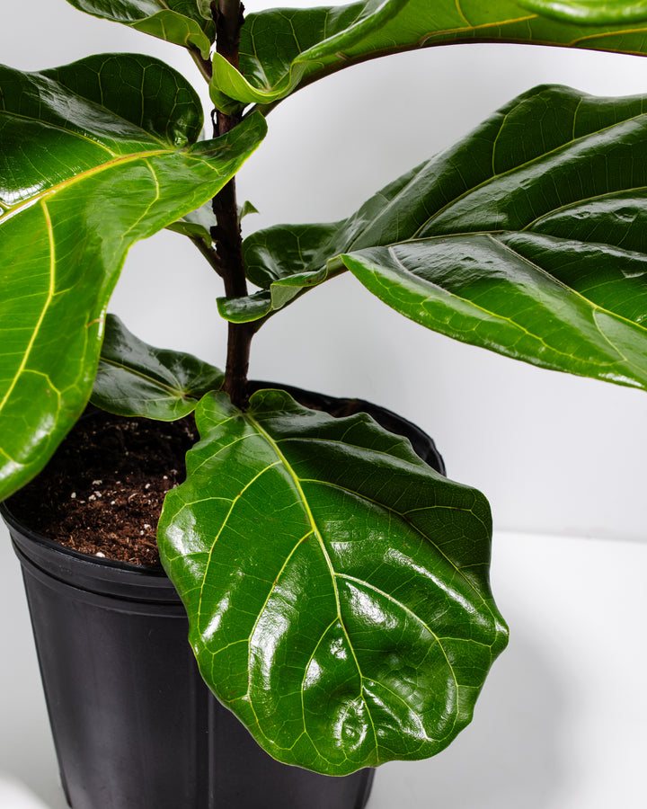 where can i buy a real fiddle leaf fig tree Fiddle Leaf Fig Tree | Ficus Lyrata