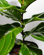 Fiddle Leaf Fig Tree (Ficus Lyrata) Featured Image