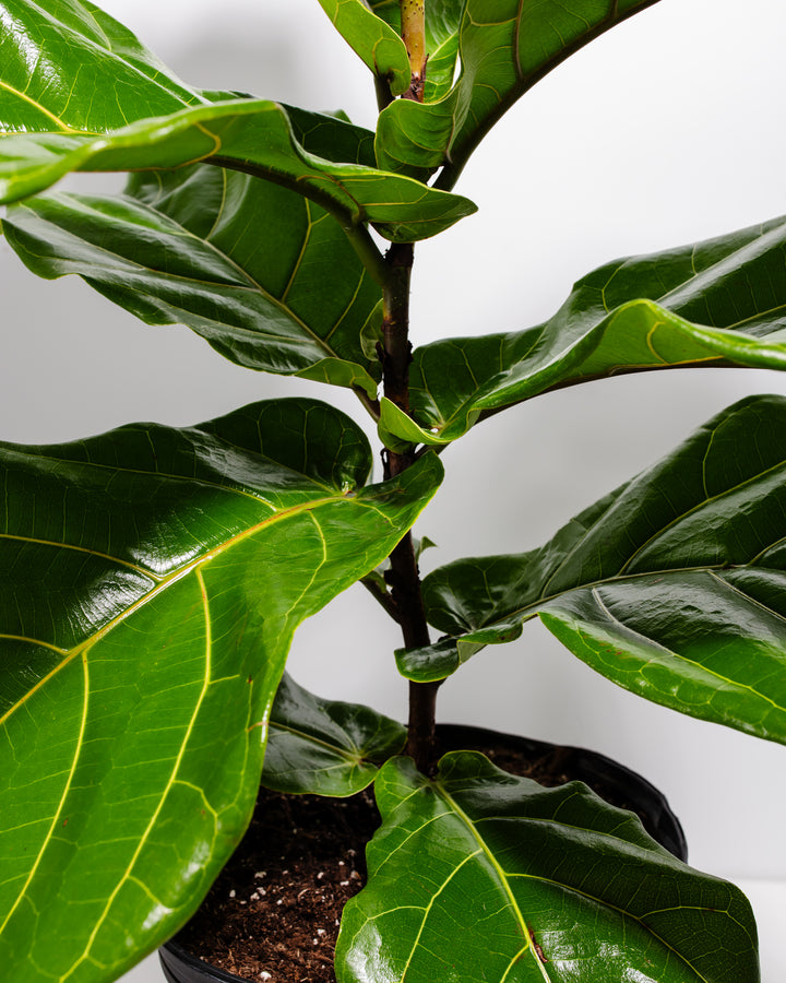 5 foot fiddle leaf fig tree Fiddle Leaf Fig Tree | Ficus Lyrata