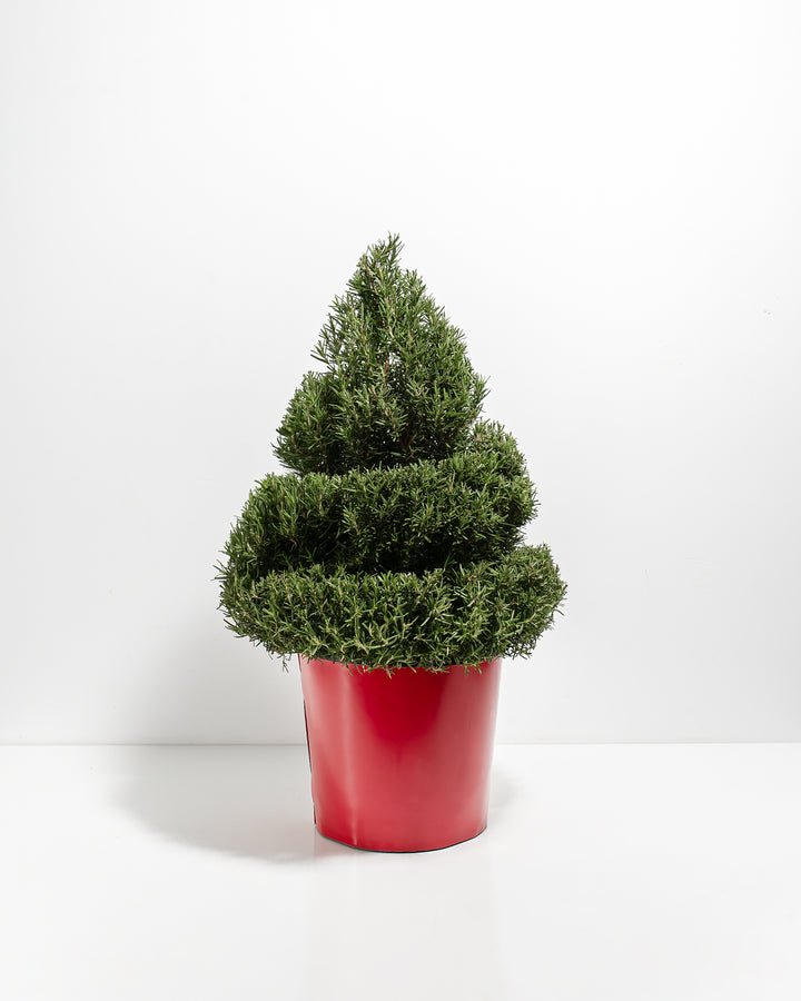 2.5' Living Rosemary Spiral Christmas Tree