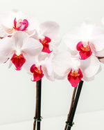 Moth Orchid Bundle Featured Image