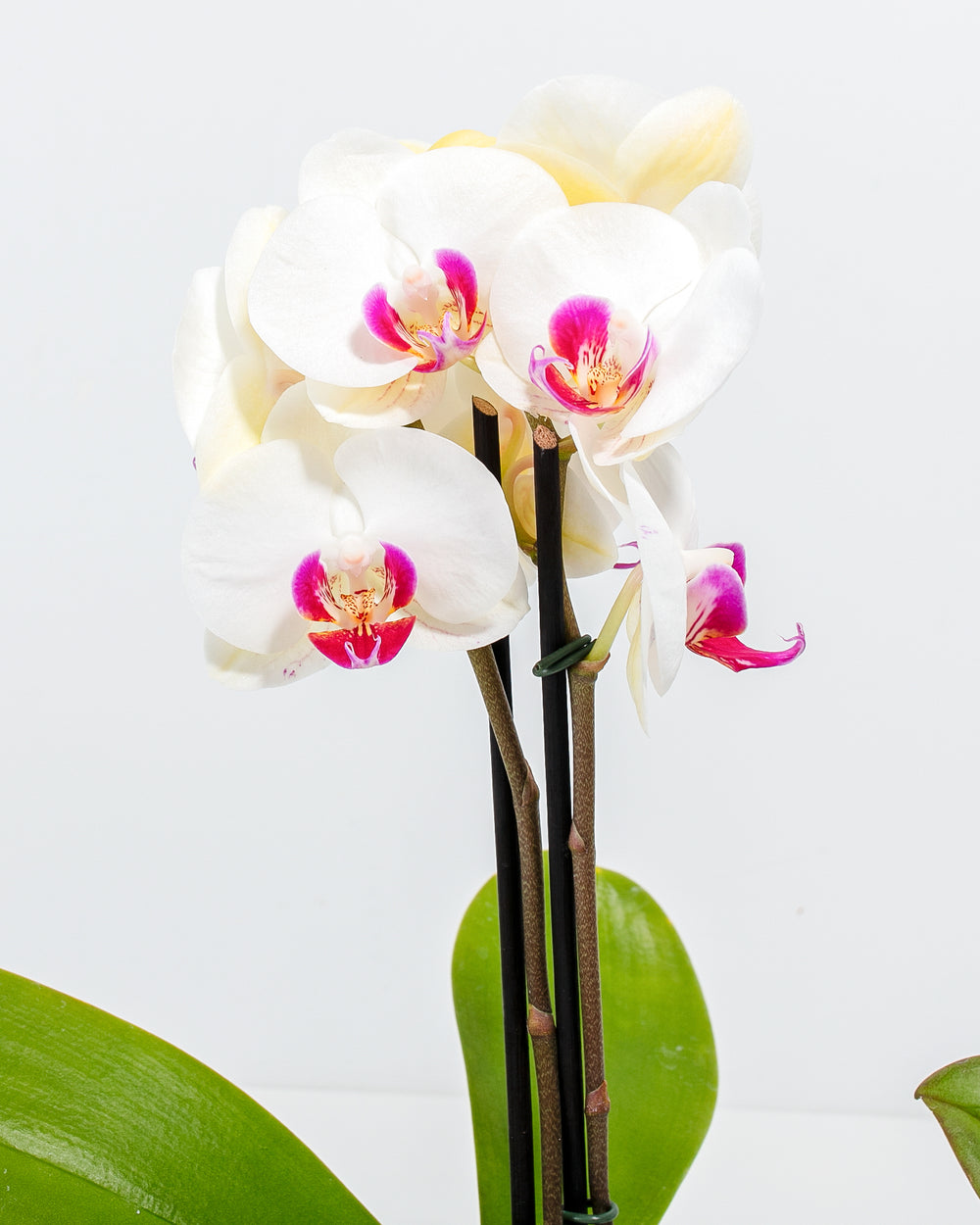 Close-up of Assorted Phalaenopsis Orchid blooms showing creamy white rounded petals with vibrant magenta and yellow centers, multiple open flowers and a budding bloom on dark stems above broad green leaves