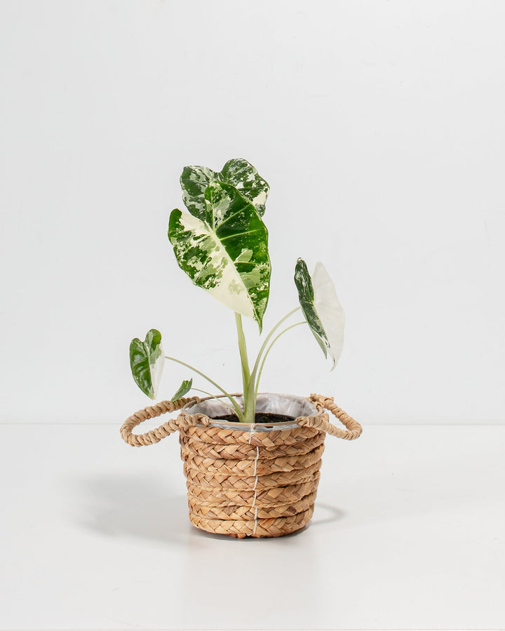 Variegated Alocasia Frydek