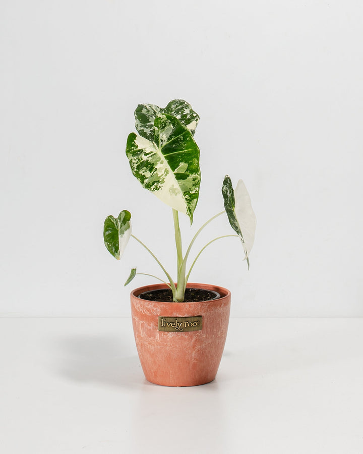 Variegated Alocasia Frydek