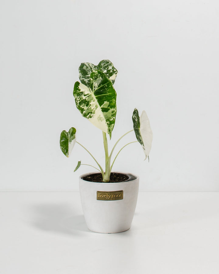 Variegated Alocasia Frydek