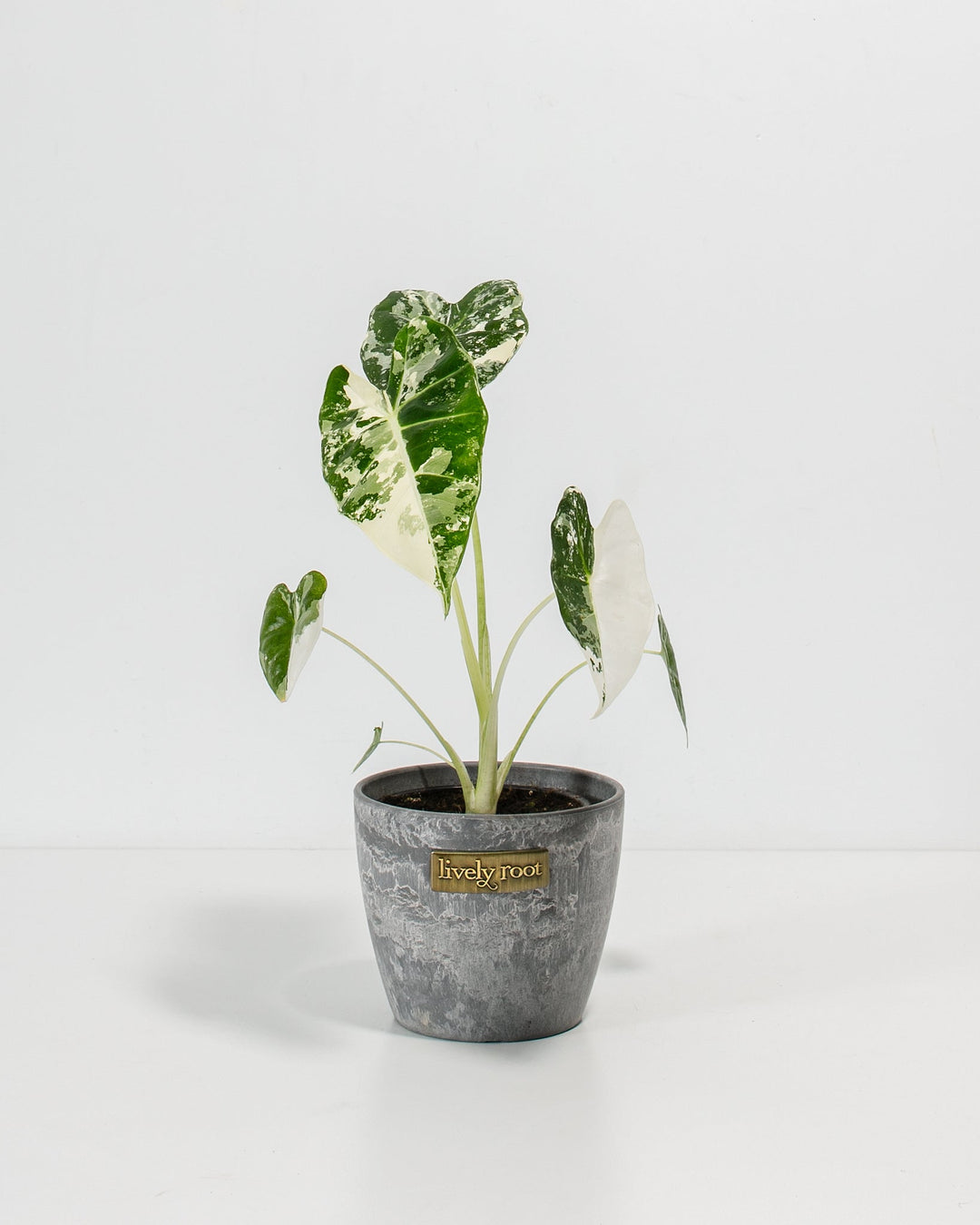 Variegated Alocasia Frydek