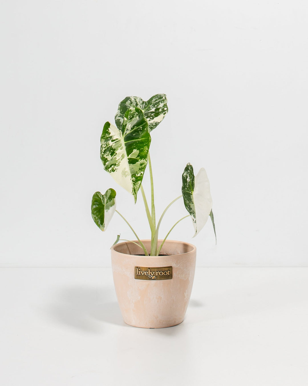 Variegated Alocasia Frydek