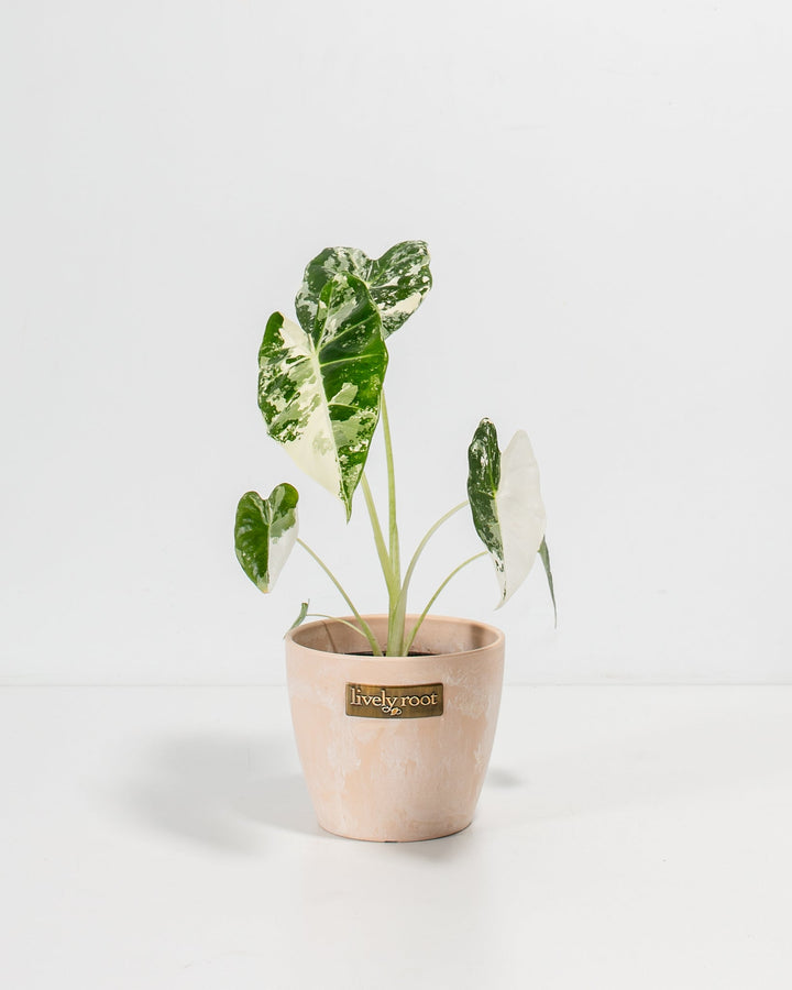 Variegated Alocasia Frydek