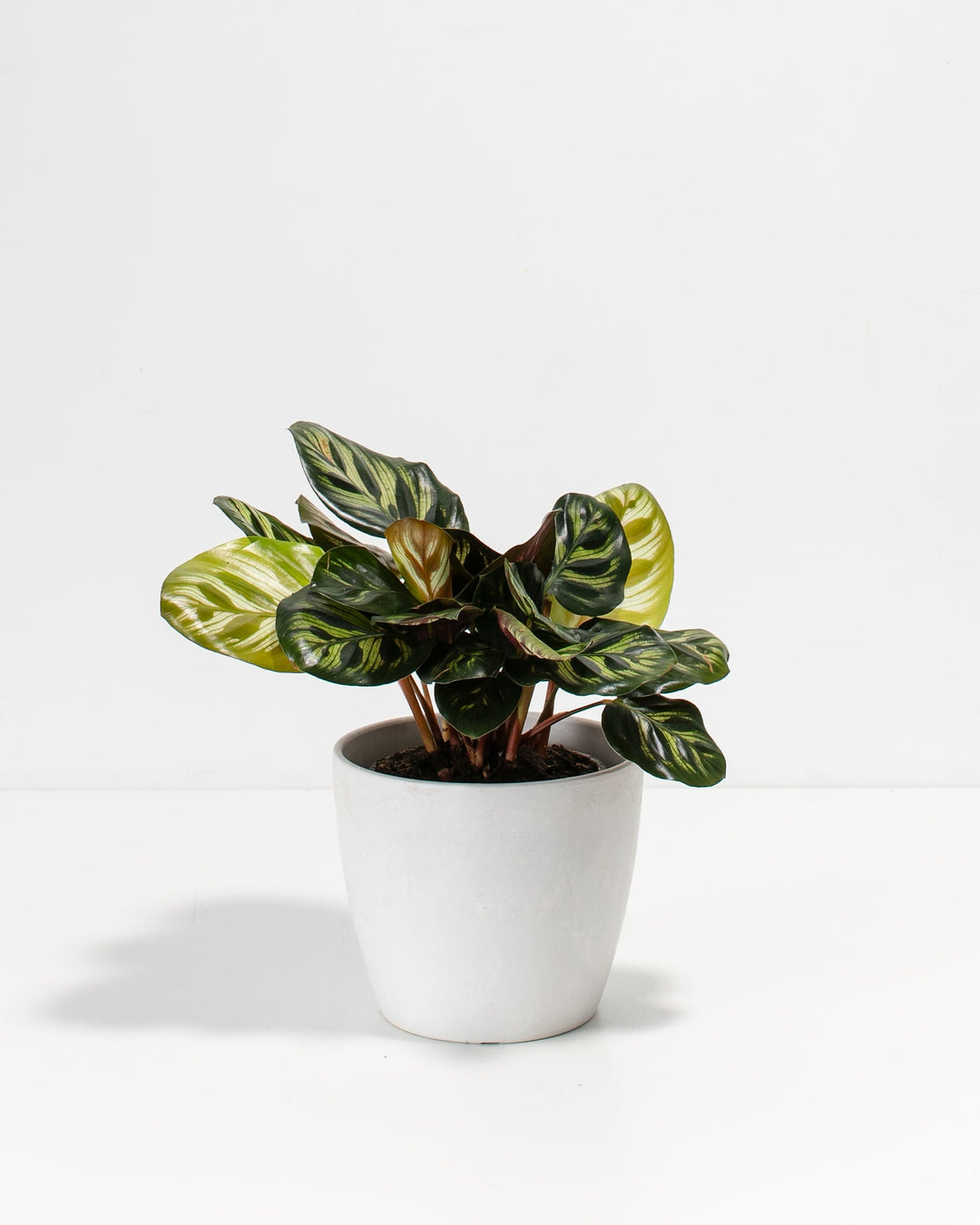 Peacock Plant