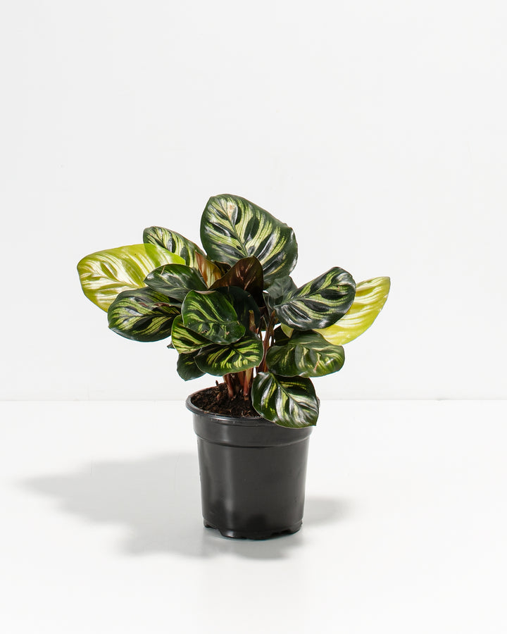 calathea makoyana prayer plant Shop Peacock Plant With Care Guide | Calathea Makoyana