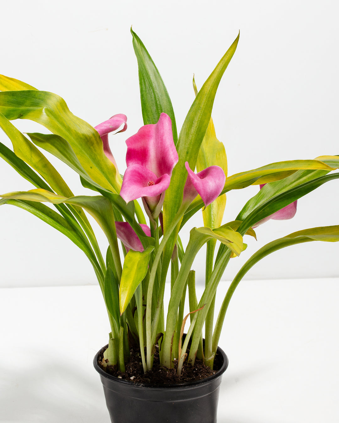 can you plant calla lilies Pink Calla Lily | Pink Blooming Plants