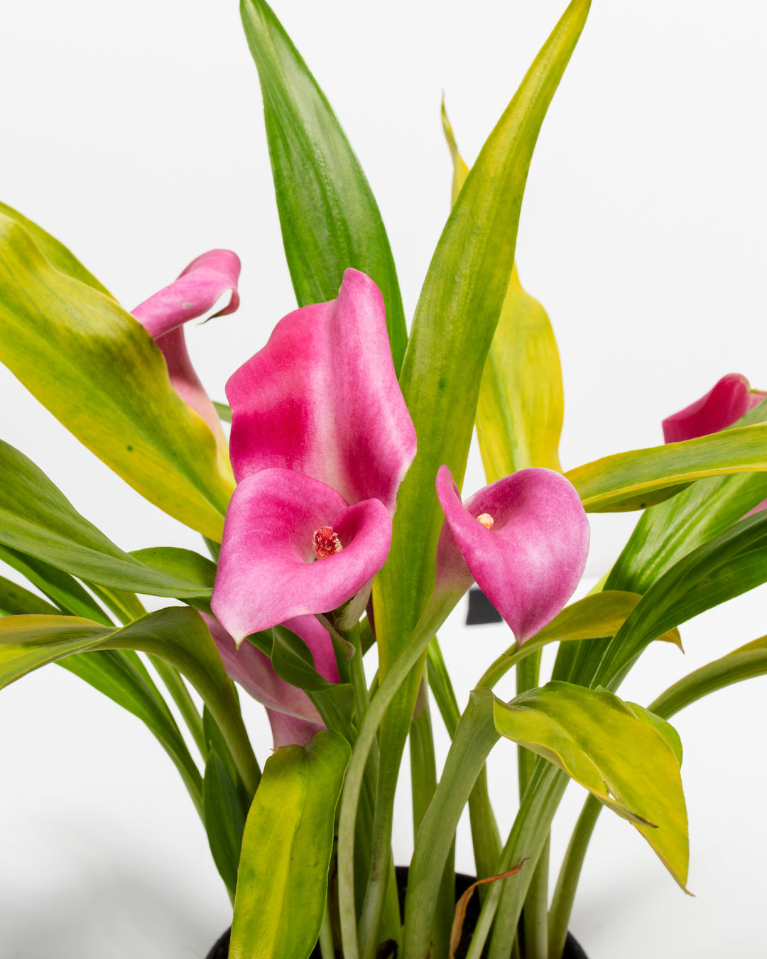 my darling pink calla lily plant Pink Calla Lily | Pink Blooming Plants