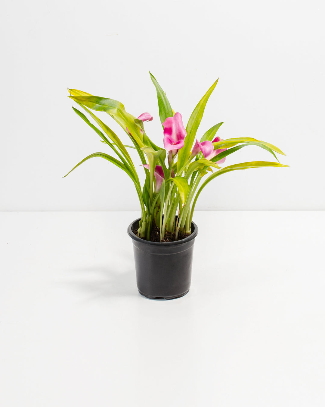 buy calla lily plants Pink Calla Lily | Pink Blooming Plants