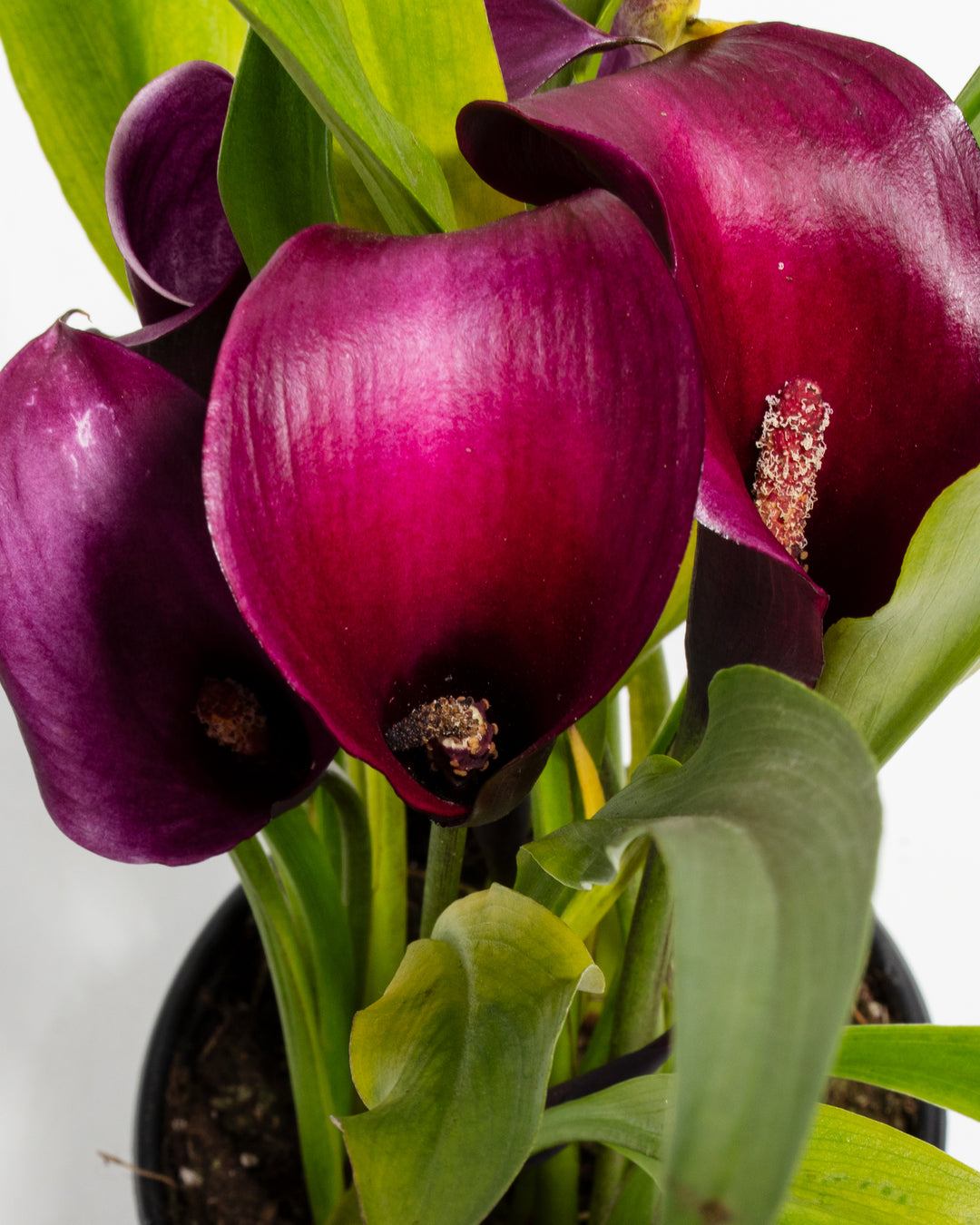 calla lily care indoor plant Shop Purple Calla Lily: A Touch of Royalty for Your Home