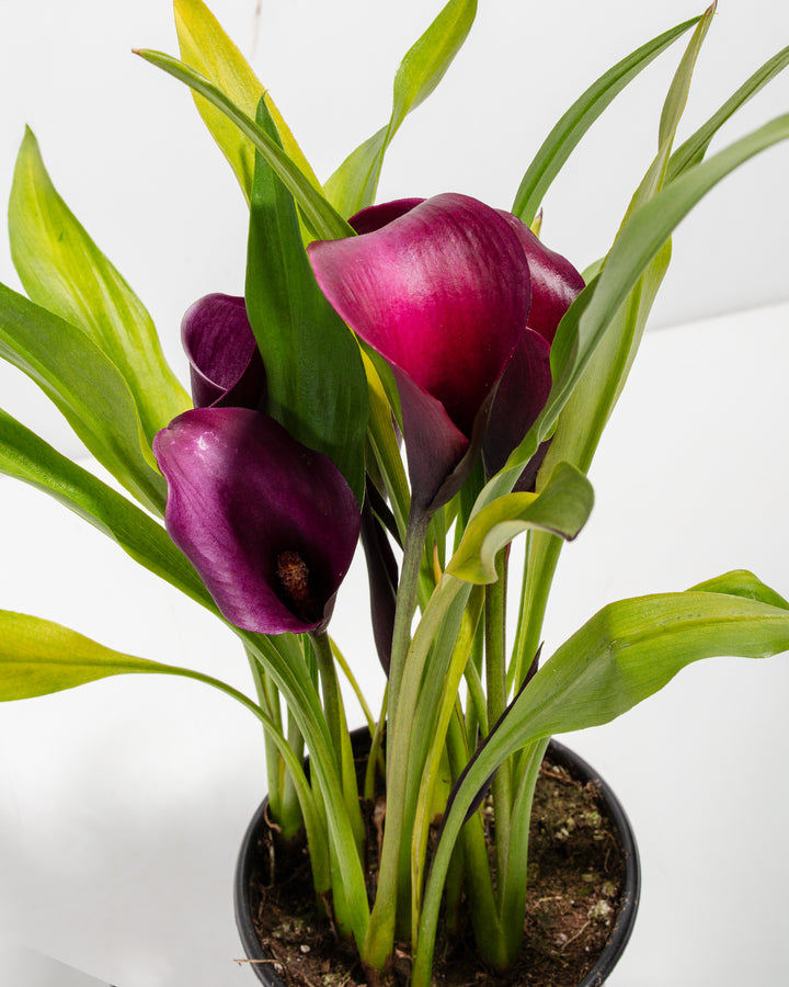 white purple calla lilies Shop Purple Calla Lily: A Touch of Royalty for Your Home