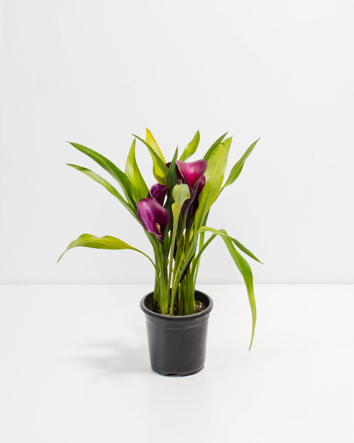 Purple Calla Lily