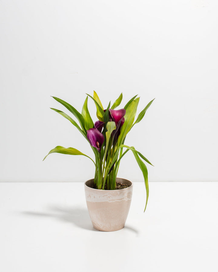 Purple Calla Lily