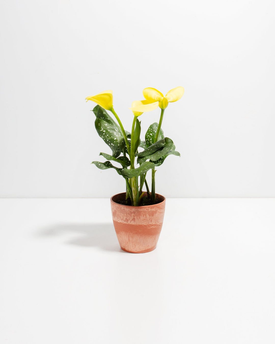 calico lily flower Yellow Calla Lily for Sale: Radiant Flowers Indoor & Outdoor