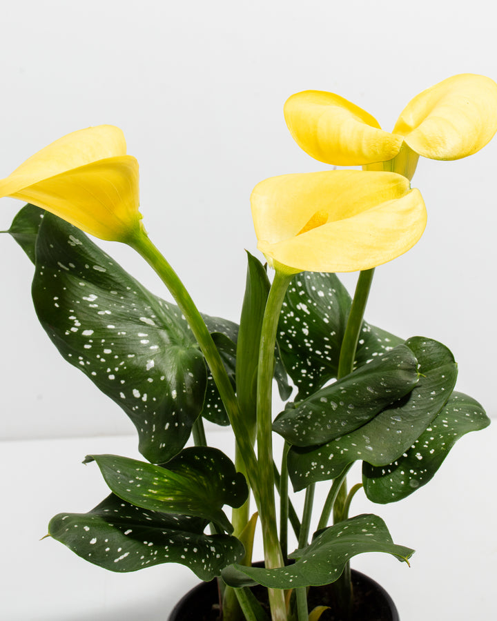 calla lily water plant Yellow Calla Lily for Sale: Radiant Flowers Indoor & Outdoor