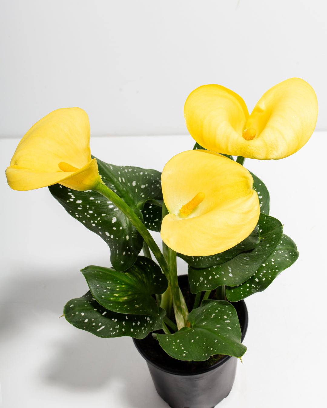 yellow calla lily plant care Yellow Calla Lily for Sale: Radiant Flowers Indoor & Outdoor