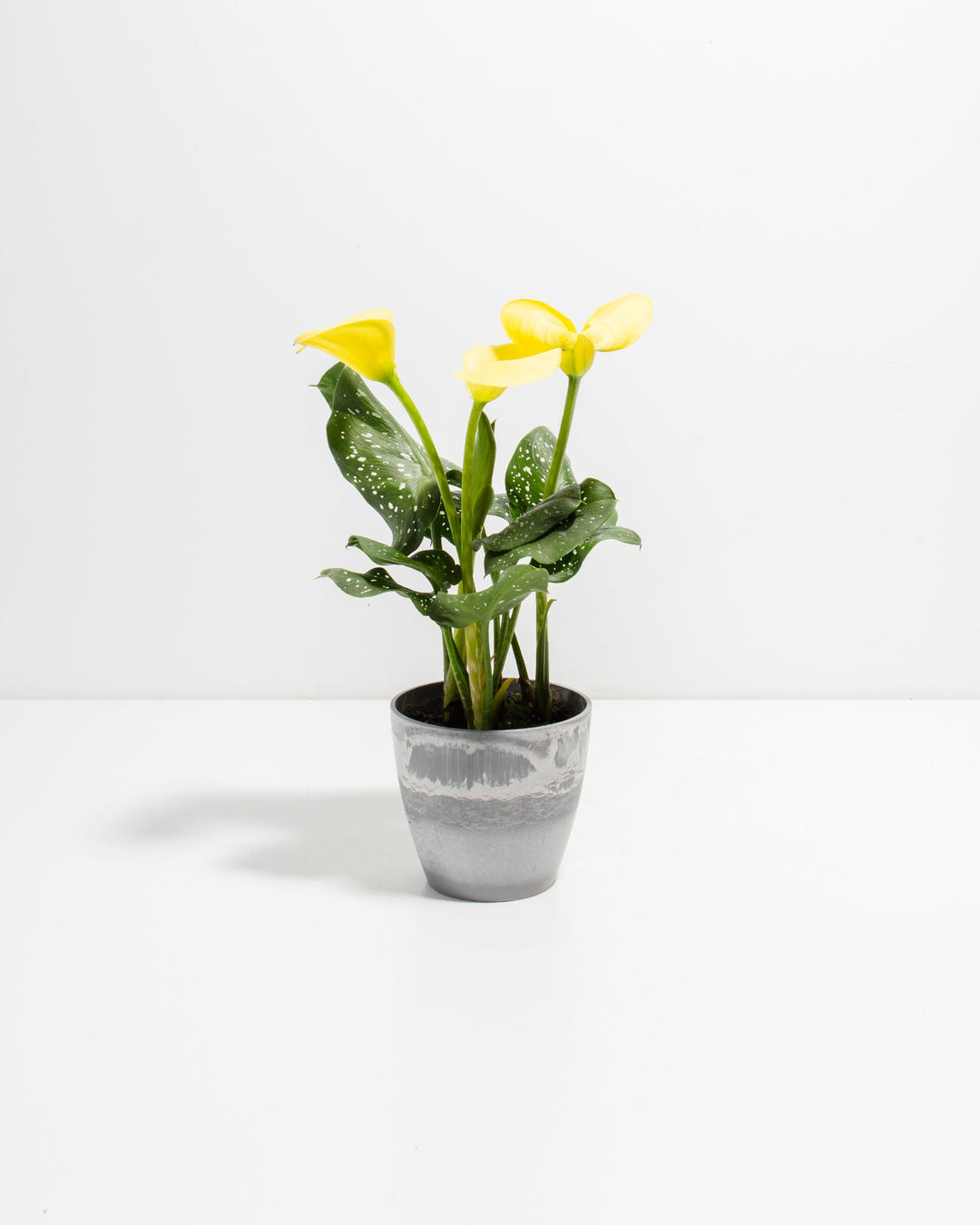 plant calla lily in pot Yellow Calla Lily for Sale: Radiant Flowers Indoor & Outdoor