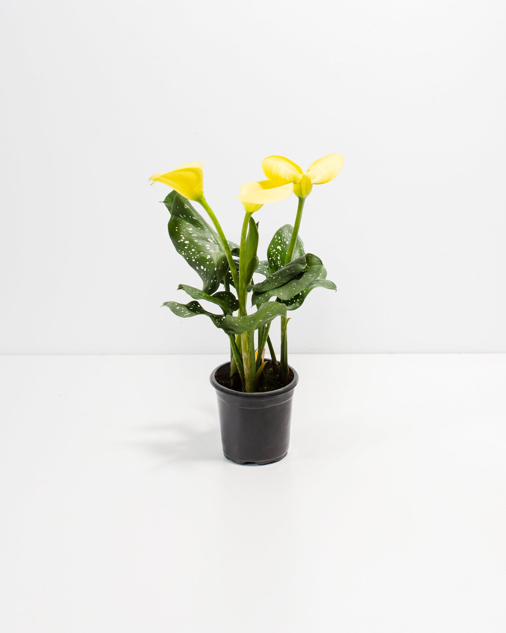 Yellow Calla Lily Seeds (Zantedeschia Aethiopica) – 2025 Fresh Harvest, Easy Grow, Bonsai Ready, Indoor/Outdoor