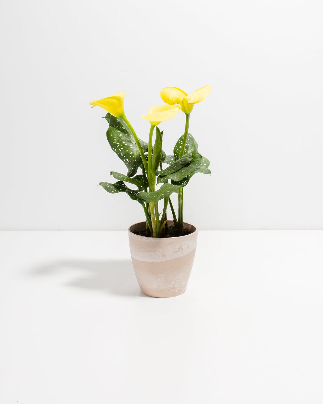 calla lily potted plant for sale Yellow Calla Lily for Sale: Radiant Flowers Indoor & Outdoor