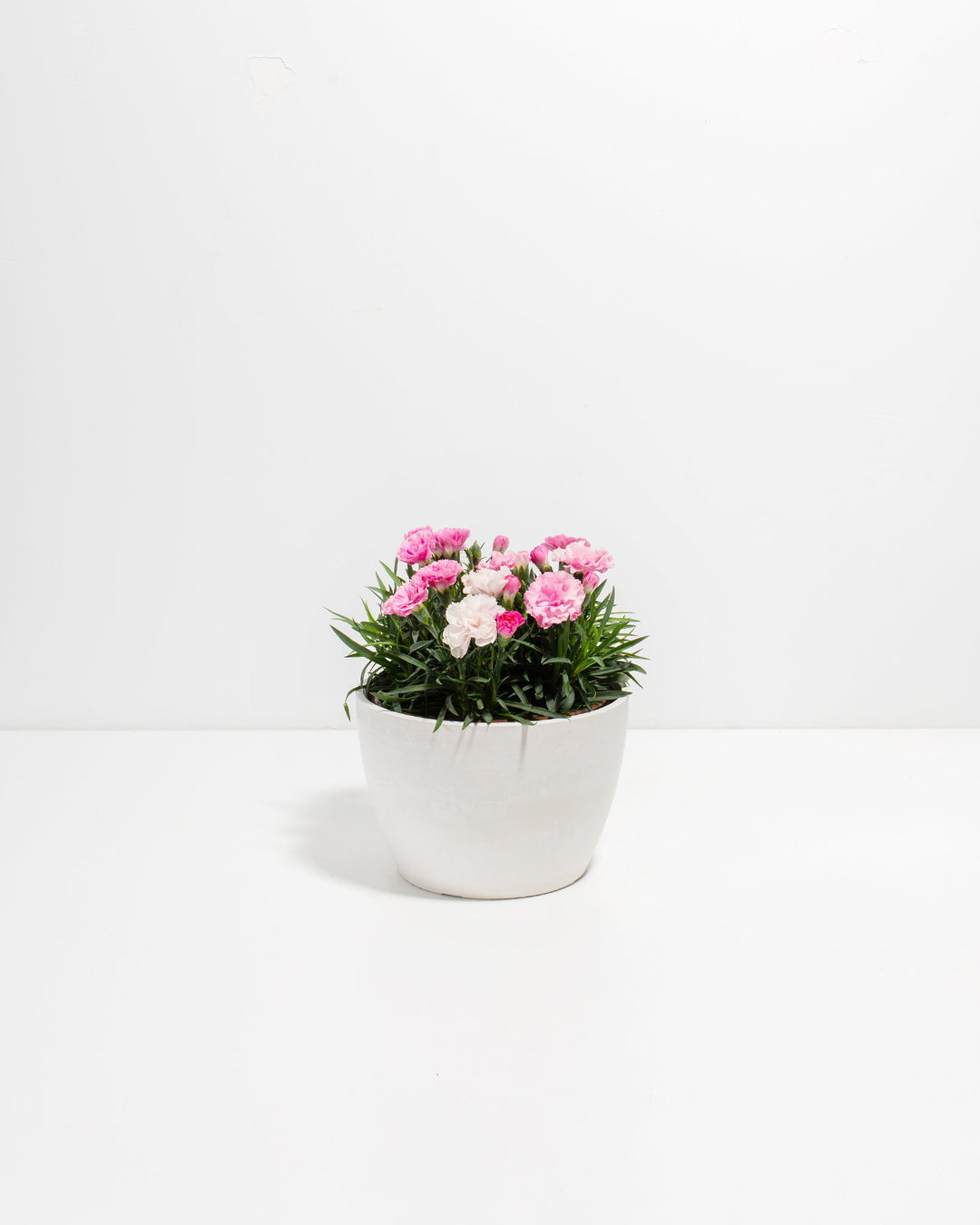 can you plant carnations in pots Pink & White Carnation | Live Flowers Delivered