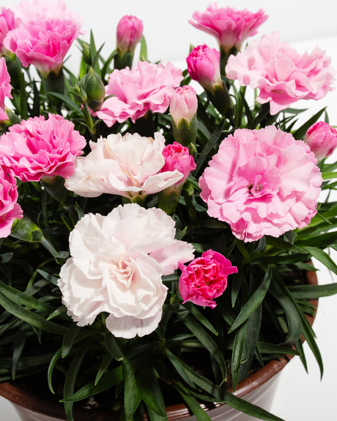 Pink & White Carnation | Live Flowers Delivered