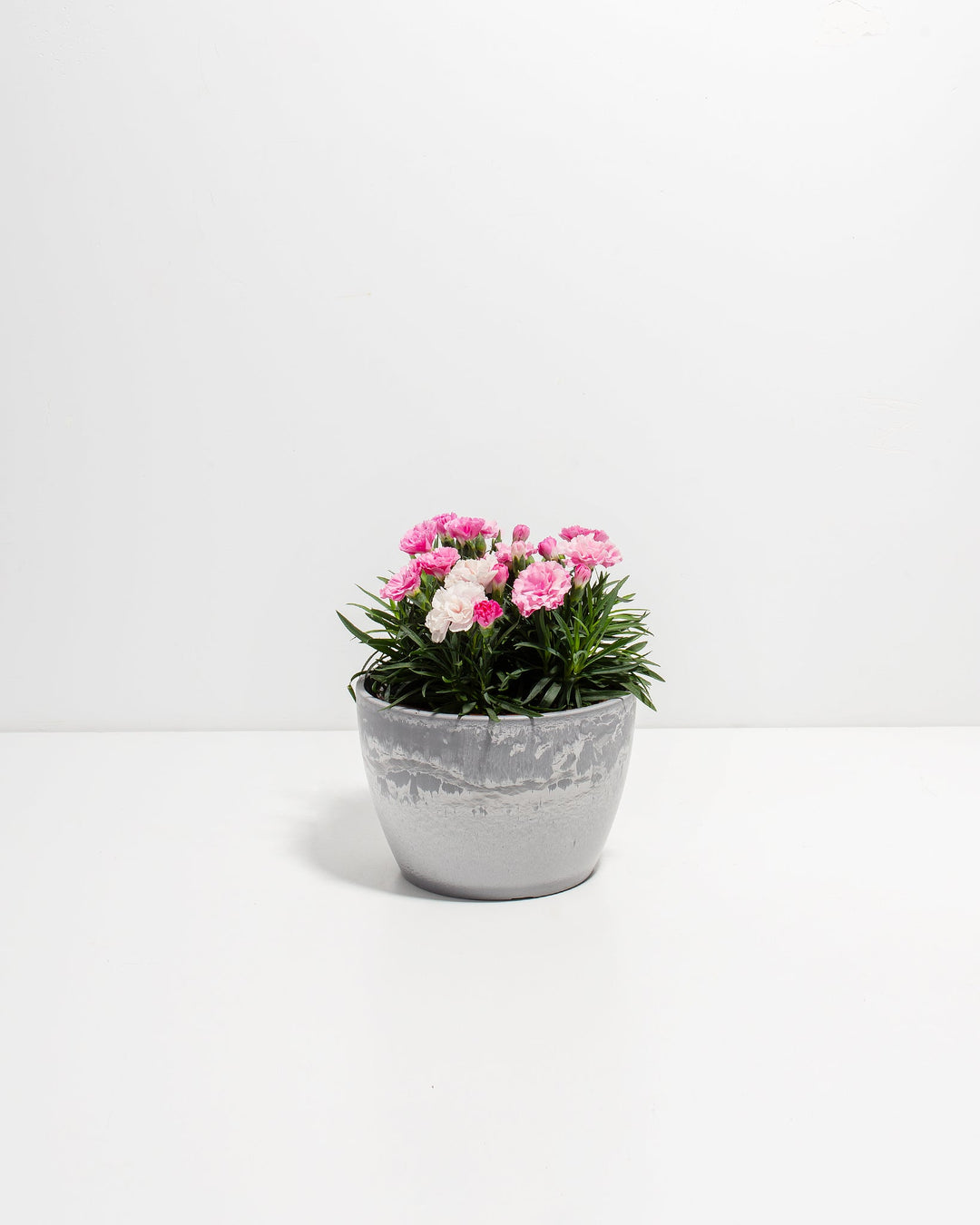 Pink & White Carnation
