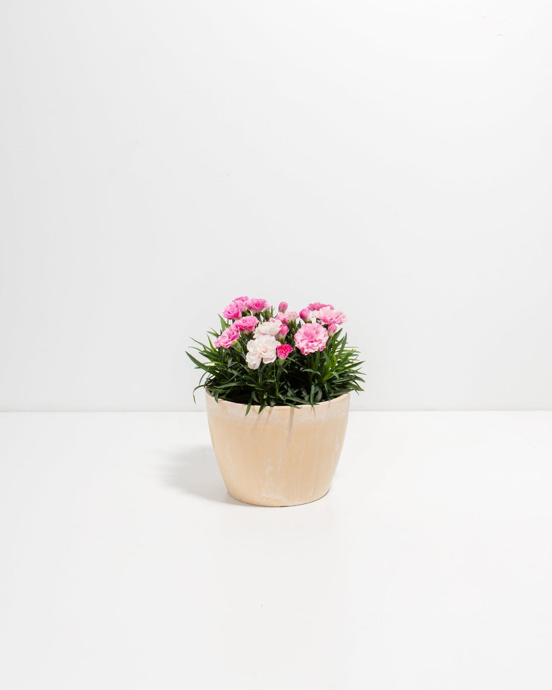carnation plants in pots Pink & White Carnation | Live Flowers Delivered