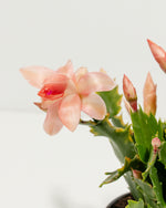 Pink Christmas Cactus Featured Image