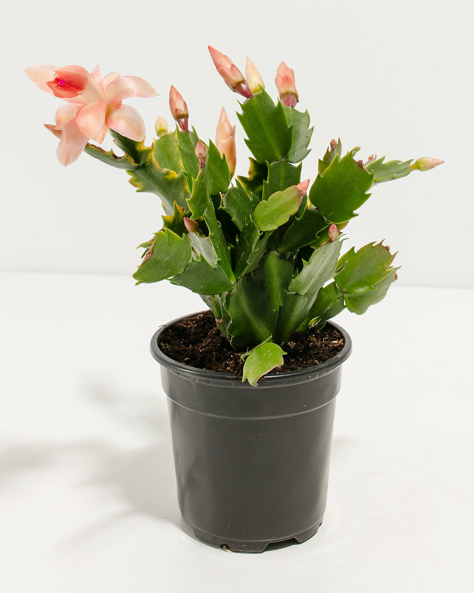 Pink Christmas Cactus Featured Image