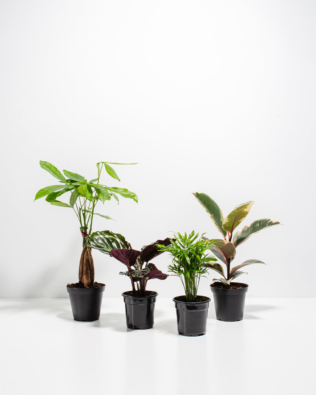 indoor plants for dorms Dorm Room Jungle