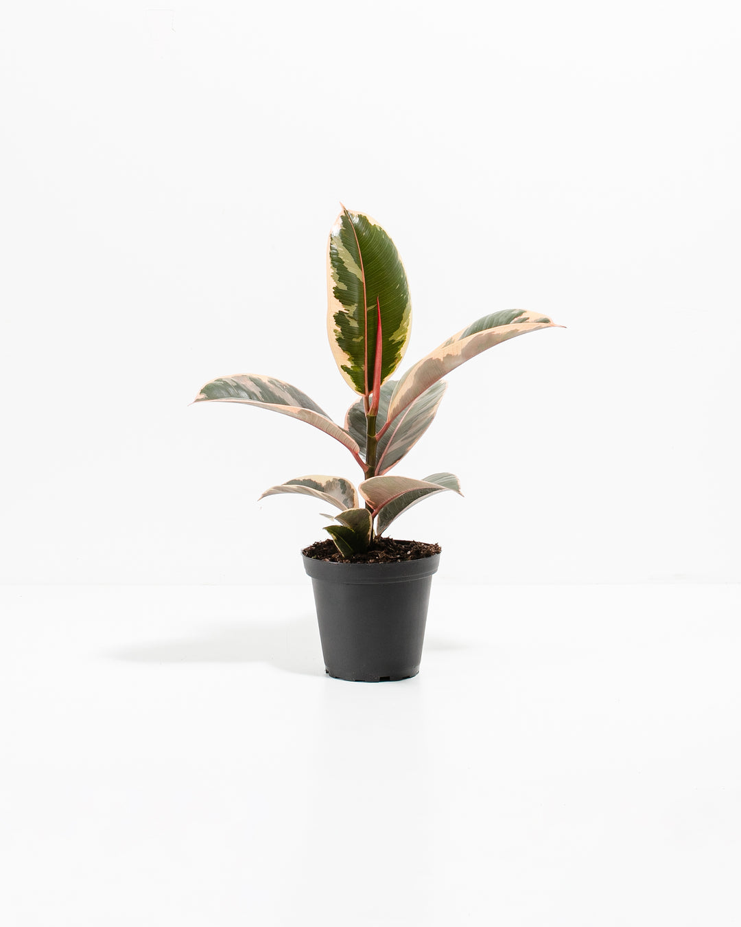 rubber tree ruby tineke Ficus Tineke for Sale Including Care Guide & Growing Tips Medium / Grower / Varies