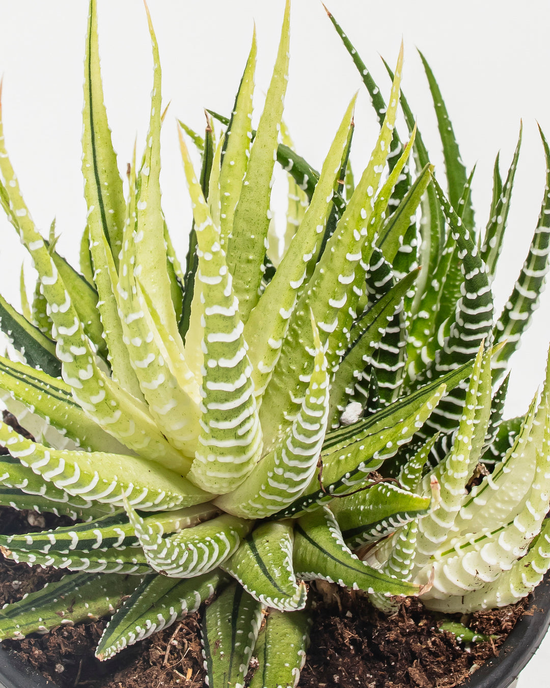 succulent striped Variegated Zebra Haworthia Succulent
