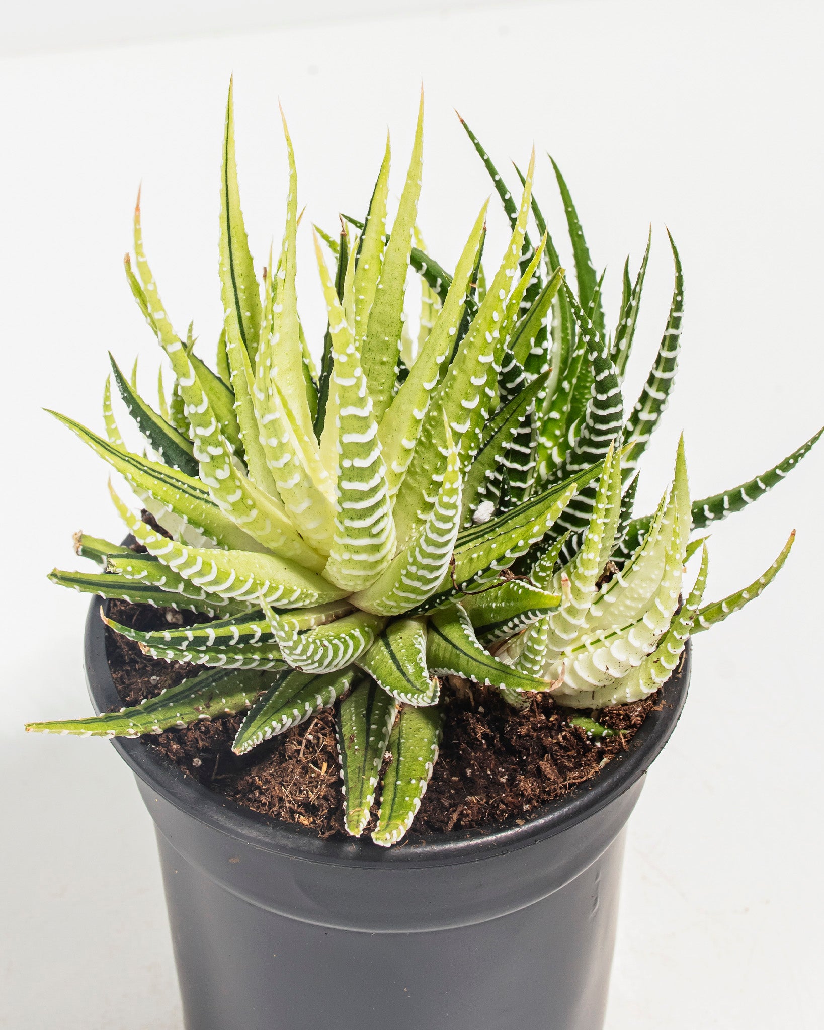 zebra striped succulent plant Variegated Zebra Haworthia Succulent