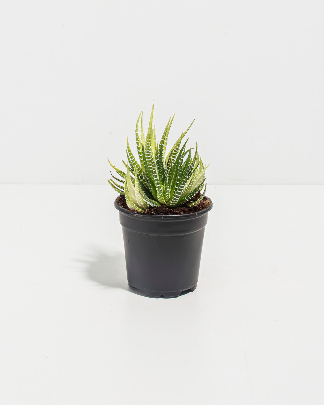 succulent similar to zebra plant Variegated Zebra Haworthia Succulent