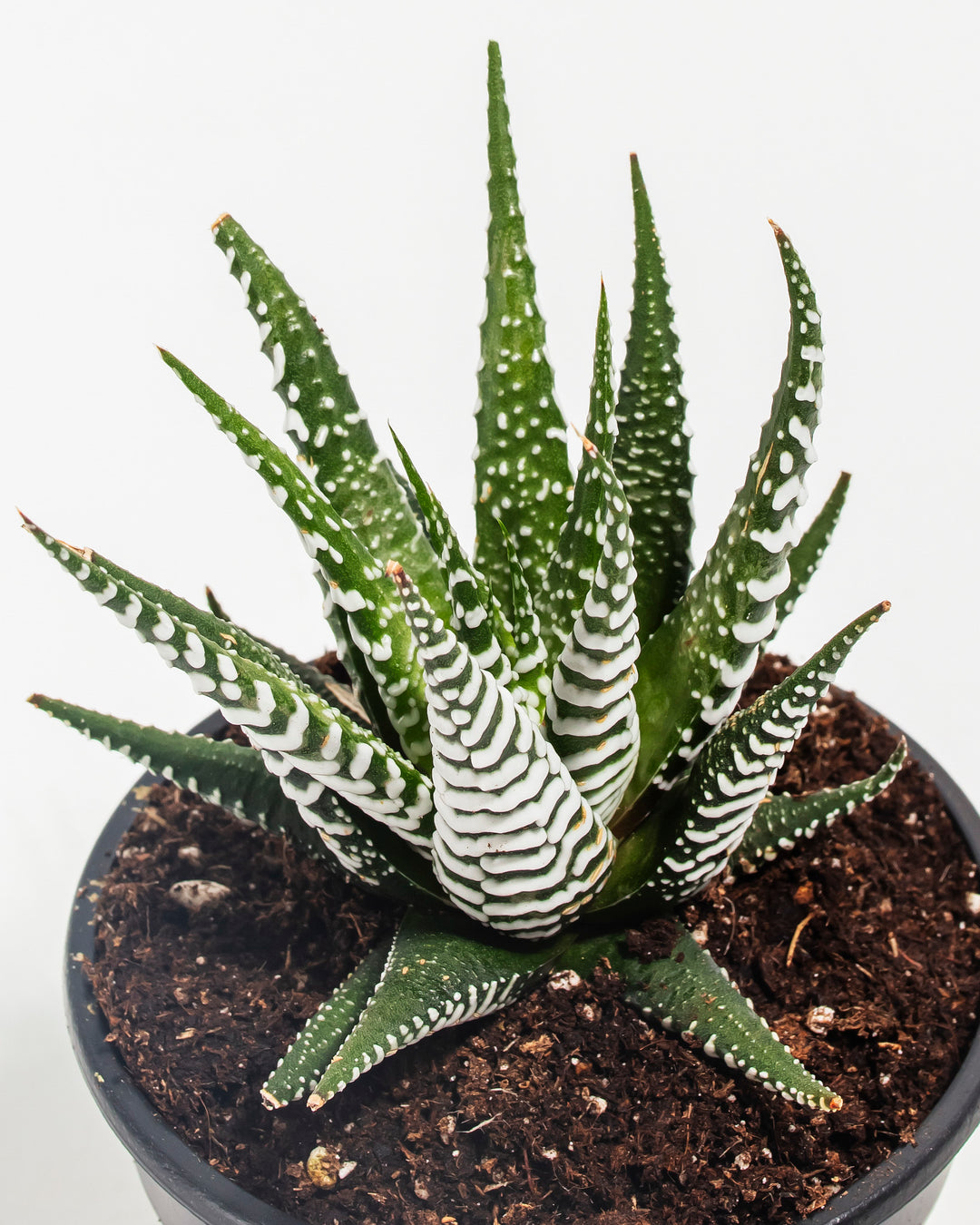zebra plant succulent soil Buy Zebra Haworthia: Easy-Care Succulent with Bold Stripes