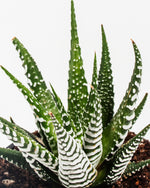 Zebra Haworthia Succulent Featured Image