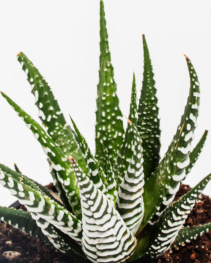 succulent with stripes Buy Zebra Haworthia: Easy-Care Succulent with Bold Stripes