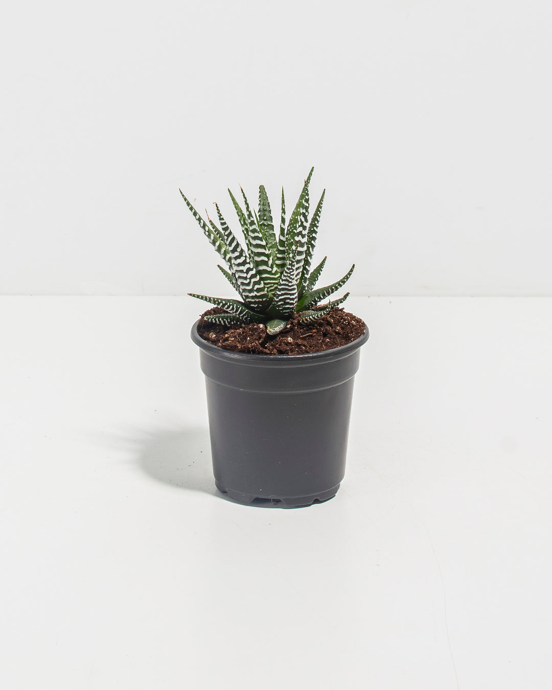 succulent plants zebra Buy Zebra Haworthia: Easy-Care Succulent with Bold Stripes