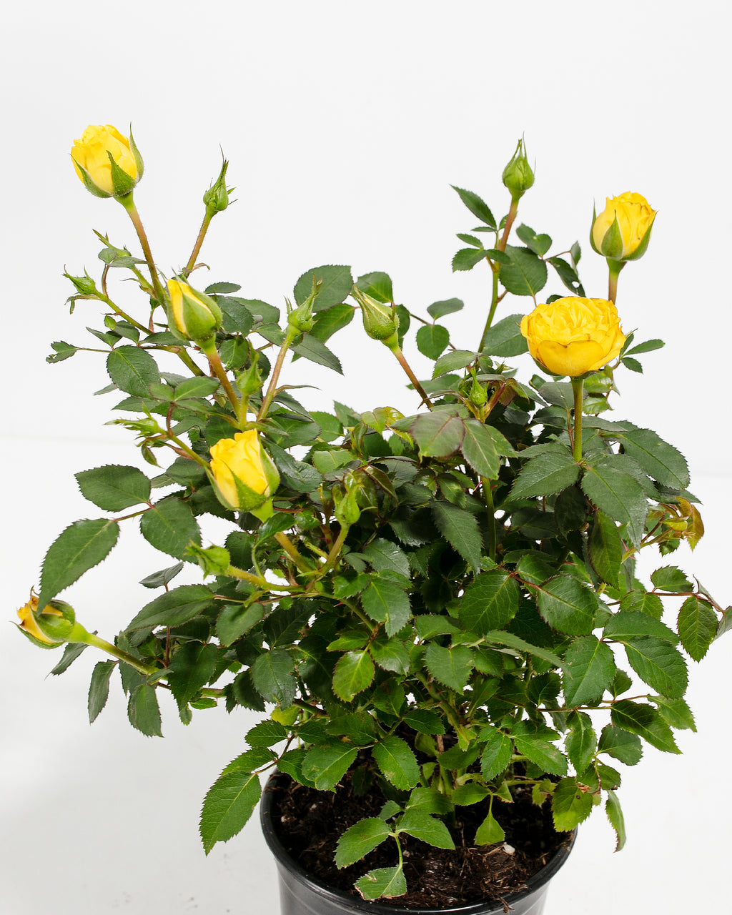 Miniature Rose Collection | Delicate Fragrant Flowers Plant