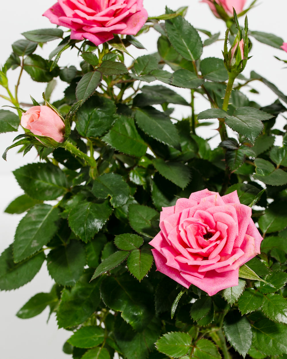 Miniature Rose pink variety detail, full double pink rose flowers with green buds and abundant glossy green serrated foliage, close-up bloom view