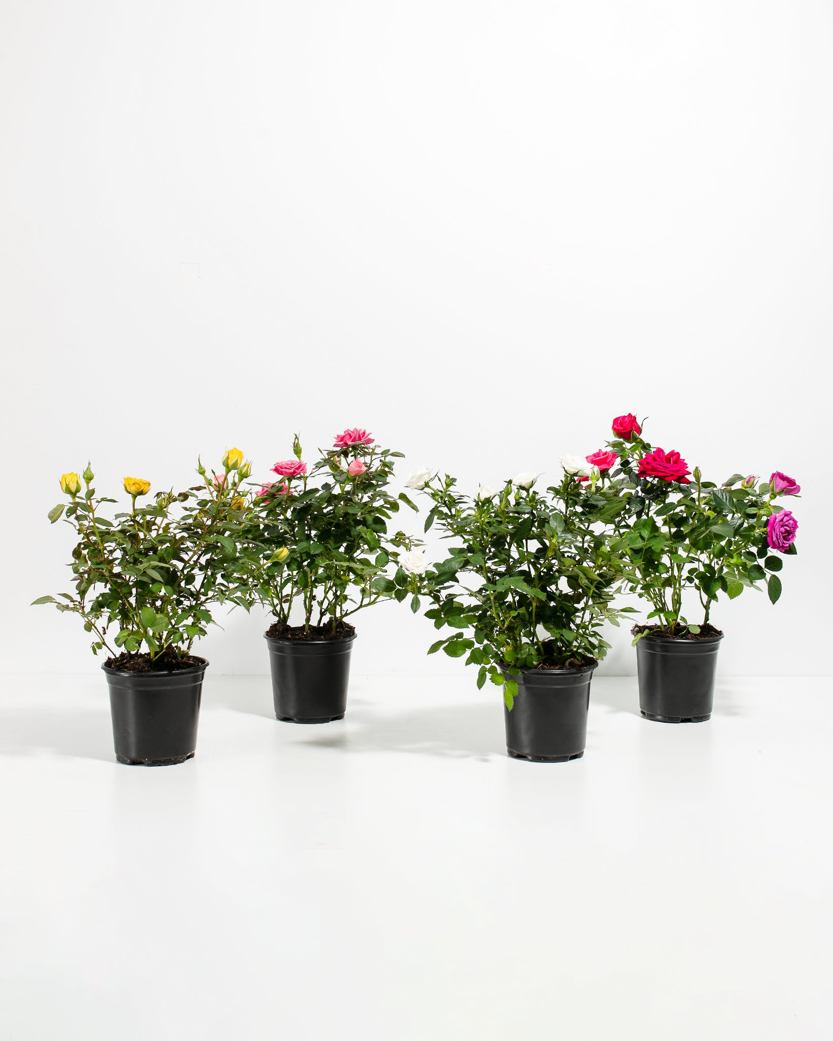 Miniature Rose Collection | Delicate Fragrant Flowers Plant