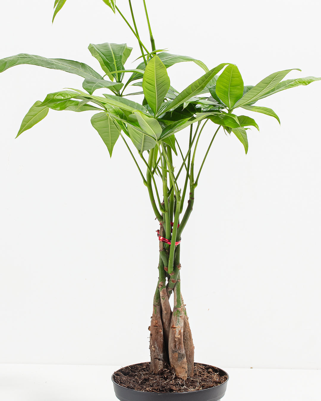 money tree plant leaves Money Tree | Indoor Plants